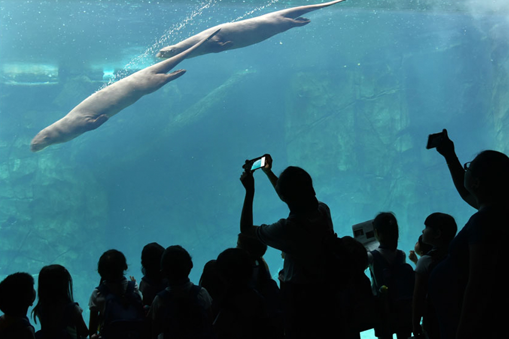 Children awed by the sight of two giant otters swimming freely in the water (Photo by Chan May Ching)